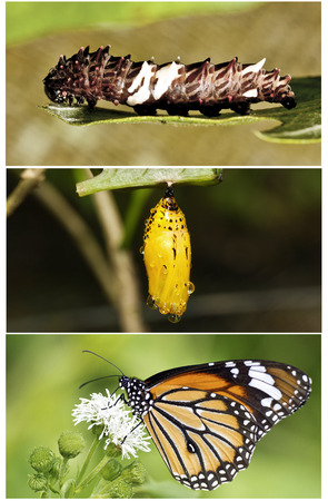 collection images of life cycle of butterflyの写真素材