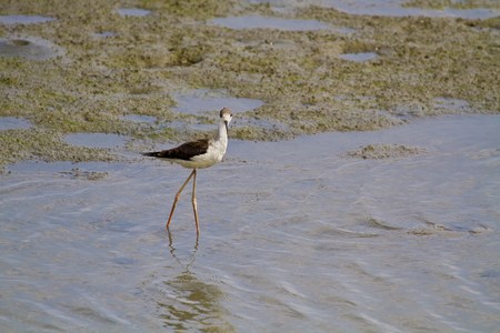 blackwinged stilt wading in the swampHimantopus himantopusの写真素材