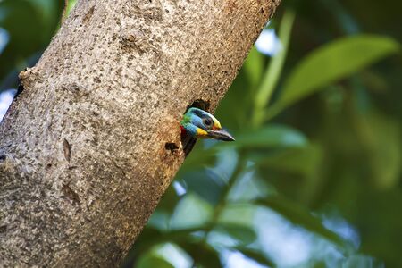 taiwan barbet perch in the tree holeMegalaima nuchalisの写真素材