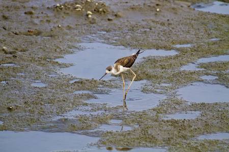 blackwinged stilt looking for food at swampHimantopus himantopusの写真素材