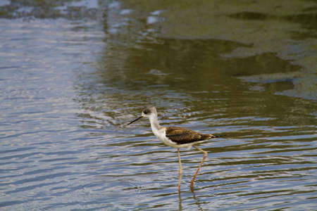 blackwinged stilt wading in the swampHimantopus himantopus