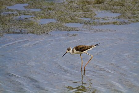 blackwinged stilt looking for food at swampHimantopus himantopusの写真素材