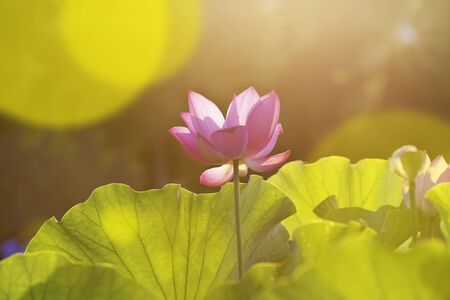 Bloom Lotus flower in garden under sunlightの写真素材