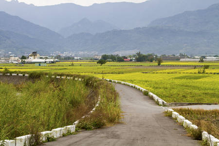 landscape with country road and rapeseed fields.nature backgroundの写真素材