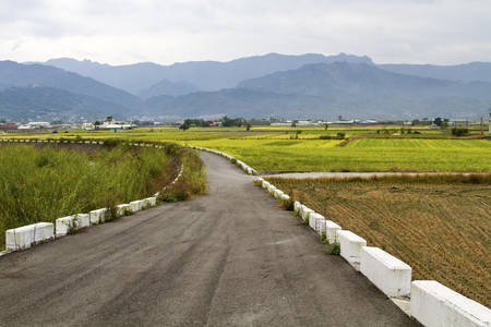 landscape with country road and rapeseed fields.nature backgroundの写真素材