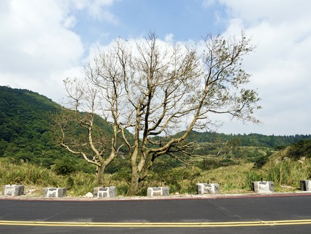 bald tree on winter raod in Yangming mountainの写真素材