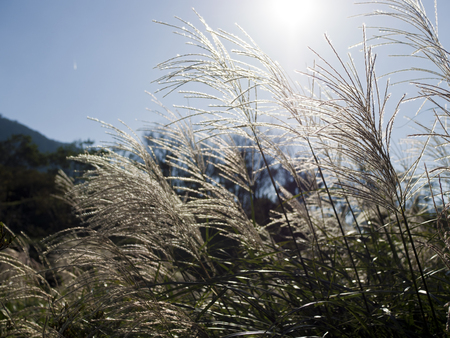 Silver Grass blossoms miscanthus against blue sky with sunの写真素材