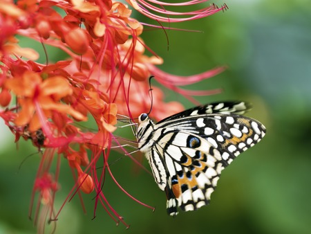 common lime butterfly sucking honey on red flowers,Papilio demoleusの写真素材