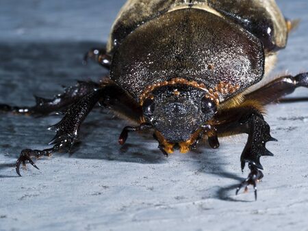 night shot of a female Japanese rhinoceros beetle,Allomyrina dichotoma tunobosonis