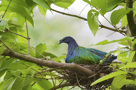 Nicobar Pigeon perch on tree,Caloenas nicobaricaの写真素材