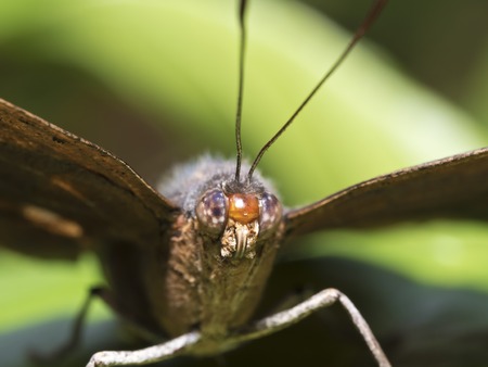 portrait of a orange oakleaf or dead leaf butterfly,Kallima inachus