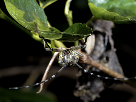 Longhorn beetle on leaf,Psacothea hilaris hilaris (Pascoe, 1857 )の写真素材