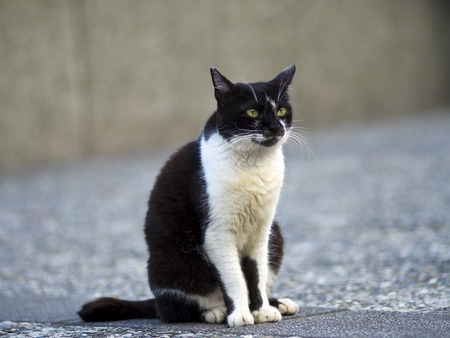 black white domestic cat lying on ground with bokeh background