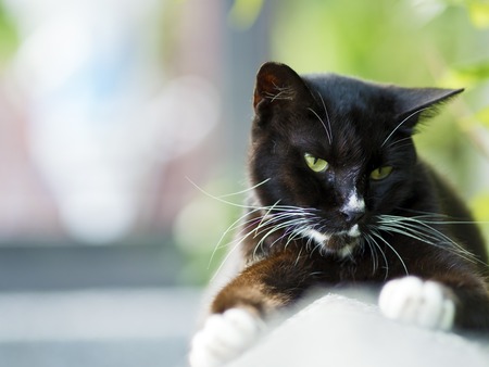 black white domestic cat lying on fence with bokeh backgroundの写真素材