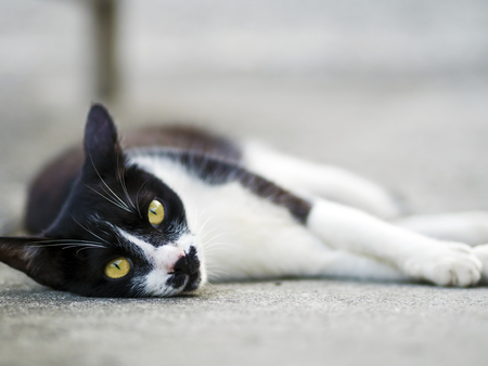 black white domestic cat lying on ground with bokeh backgroundの写真素材