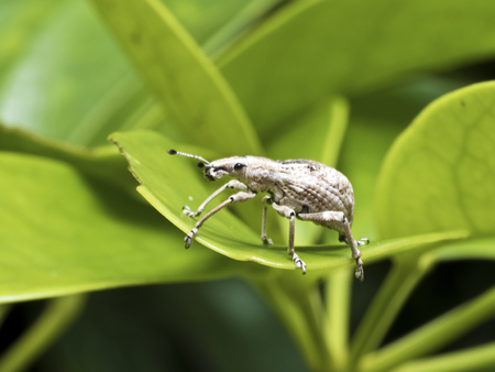 close shot of a weevil,Curculionidaeの写真素材