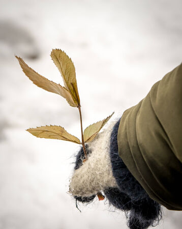 Child hand with rose leaves and a background of snow in winterの写真素材