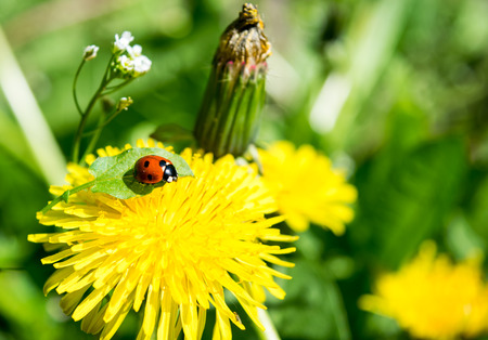 Yellow dandelion and red ladybug on a grass background in springの写真素材