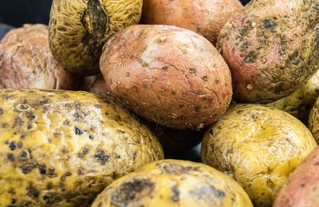 Raw old bad potatoes on the black tableの写真素材