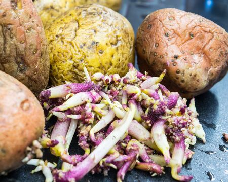 Raw old bad sprouting potatoes on the black tableの写真素材