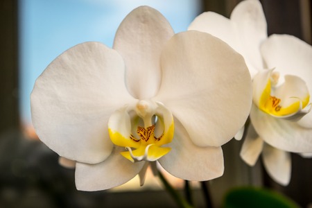 White orchid phalaenopsis in blossomの写真素材