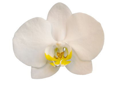 White orchid phalaenopsis isolated in a blossomの写真素材