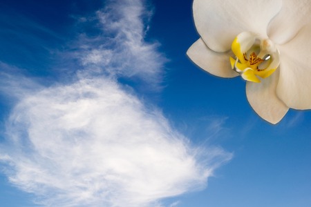 Orchid phalaenopsis in a blossom as a sun in the skyの写真素材