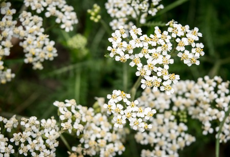 Achollea alpina var longiligulata, Yarrow, Yarrow White, Asteraceae on green in the shape of a heartの写真素材