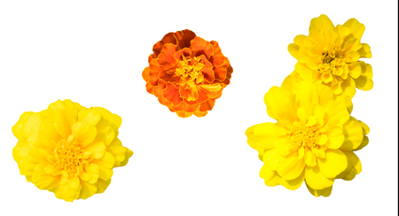 French marigolds Tagetes patula, yellow flower isolated on whiteの写真素材
