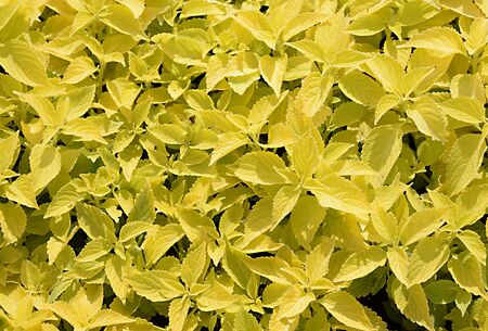 Yellow and green leaf coleus background bright colours