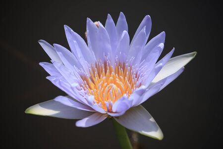 Beautiful lotus in pool  thailandの写真素材