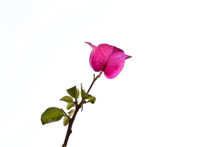 the Bougainvillaea
