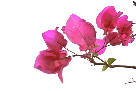 the Bougainvillaeaの写真素材
