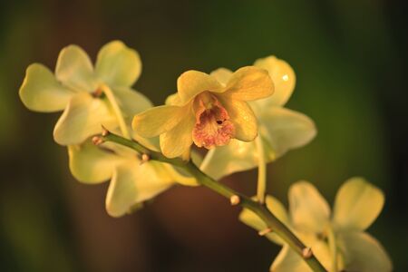 orchids beauty in the garden thailandの写真素材
