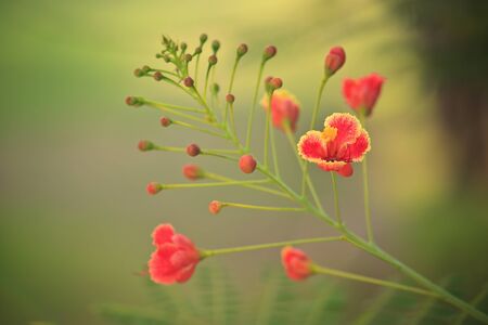 beauty flowers in the garden thailandの写真素材