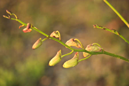 orchids beauty in the gardenの写真素材
