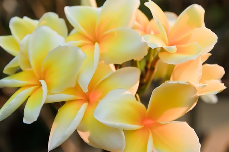 flower of thailandの写真素材