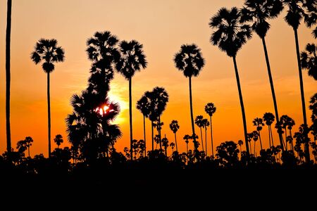 Sugar palm garden evening.の写真素材