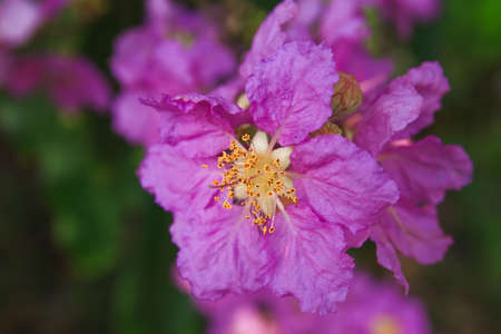 Purple flowers in Thailand.の写真素材