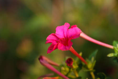 red flower in the garden thailandの写真素材