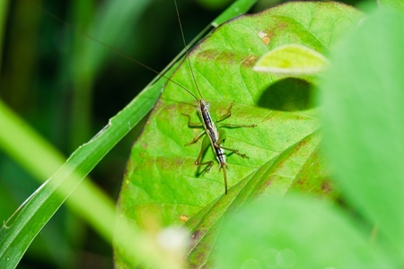 Grasshopperの写真素材