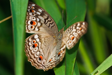 Butterfly ,Thailand