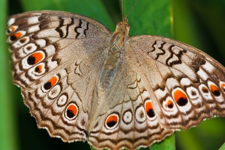 Butterfly ,Thailand