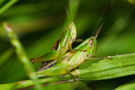 Grasshopperの写真素材