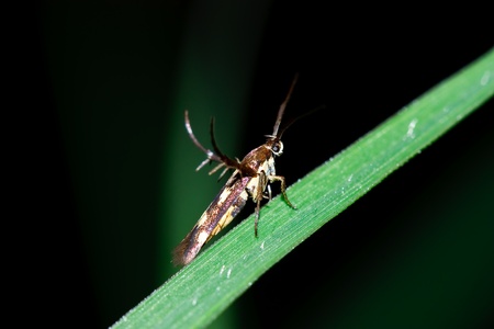 Insect macro on grass,thailandの写真素材