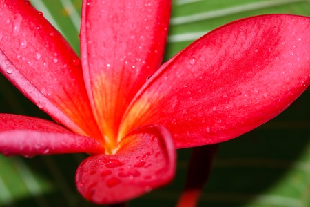 Tropical flower, Leelavadeeの写真素材