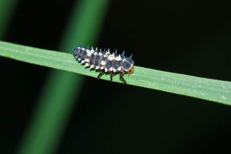 Insect macro on grass,thailandの写真素材