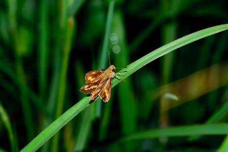 Butterfly on leaf  ,Thailandの写真素材