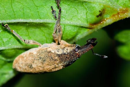 Insects on the grass.