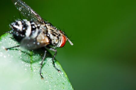 Fly on the grass.